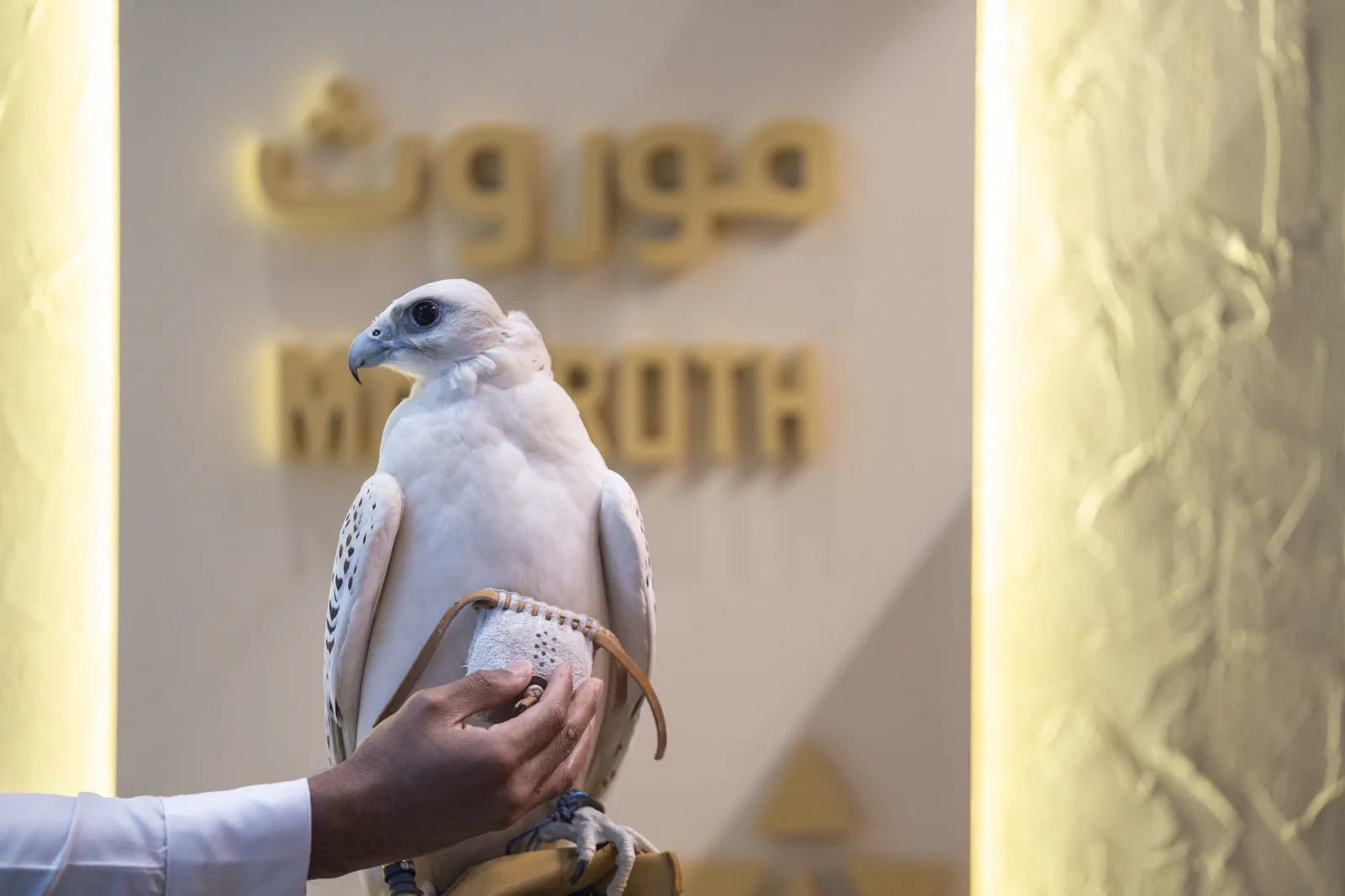 A white falcon perched before the illuminated Mawroth wordmark