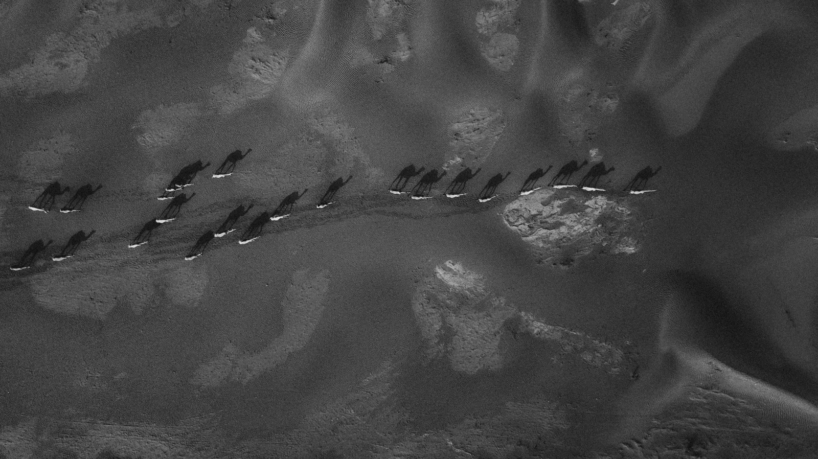 Aerial black-and-white view of a camel herd casting long shadows on desert sand